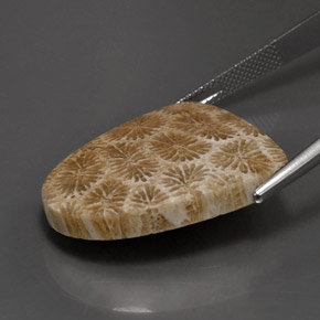 مرجان حجرى متعدد الألوان طبيعي، شكل خيالي، 25.71 قيراط، غير شفاف