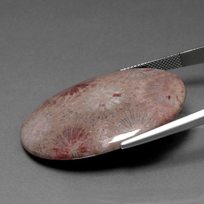 مرجان حجرى متعدد الألوان طبيعي، قصة بيضاوى، 47.83 قيراط، غير شفاف