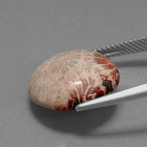 مرجان حجرى متعدد الألوان طبيعي، قصة دائرى، 9.59 قيراط، غير شفاف