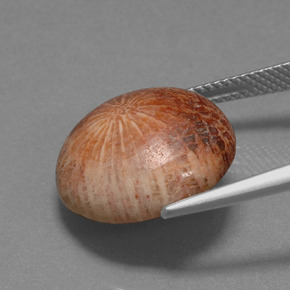 مرجان حجرى متعدد الألوان طبيعي، قصة دائرى، 10.56 قيراط، غير شفاف