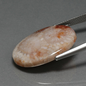 مرجان حجرى متعدد الألوان طبيعي، قصة بيضاوى، 16.17 قيراط، غير شفاف