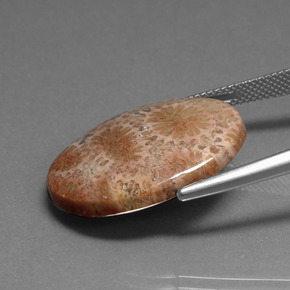 مرجان حجرى متعدد الألوان طبيعي، قصة بيضاوى، 16.75 قيراط، غير شفاف