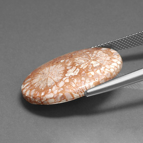 مرجان أحفوري متعدد الألوان طبيعي، قصة بيضاوى، 16.71 قيراط، غير شفاف