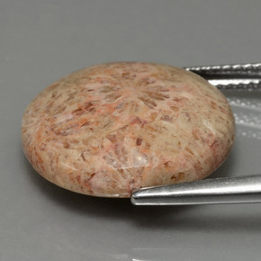 مرجان حجرى متعدد الألوان طبيعي، قصة دائرى، 10.23 قيراط، غير شفاف