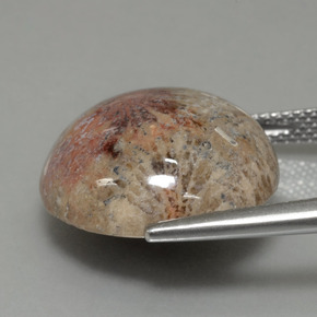 مرجان حجرى متعدد الألوان طبيعي، قصة دائرى، 14.40 قيراط، غير شفاف