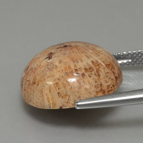 مرجان حجرى متعدد الألوان طبيعي، قصة دائرى، 13.26 قيراط، غير شفاف