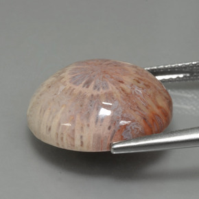 مرجان حجرى متعدد الألوان طبيعي، قصة دائرى، 12.48 قيراط، غير شفاف