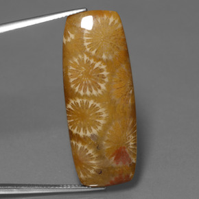 مرجان حجرى متعدد الألوان طبيعي، قطع وسادة، 25.14 قيراط، غير شفاف