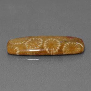 مرجان حجرى متعدد الألوان طبيعي، قطع وسادة، 25.14 قيراط، غير شفاف