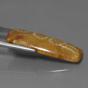 مرجان حجرى متعدد الألوان طبيعي، قطع وسادة، 25.14 قيراط، غير شفاف