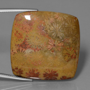 مرجان حجرى متعدد الألوان طبيعي، قطع وسادة، 46.89 قيراط، غير شفاف