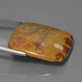 مرجان حجرى متعدد الألوان طبيعي، قطع وسادة، 46.89 قيراط، غير شفاف