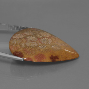 مرجان حجرى متعدد الألوان طبيعي، شكل الكمثرى، 53.96 قيراط، غير شفاف