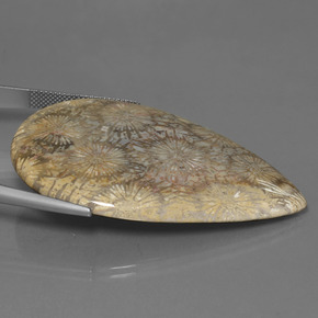 مرجان حجرى متعدد الألوان طبيعي، شكل الكمثرى، 70.58 قيراط، غير شفاف