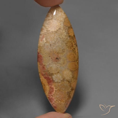 56.57ct طبيعي متعدد الألوان مرجان حجرى, ماركيز, غير شفاف