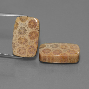 أحجار مرجان حجرى متعدد الألوان طبيعية، قطع وسادة، غير شفاف، وزنها  قيراط