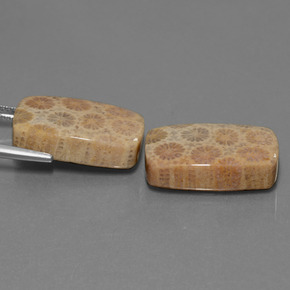 أحجار مرجان حجرى متعدد الألوان طبيعية، قطع وسادة، غير شفاف، وزنها  قيراط