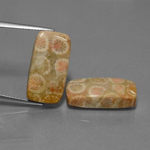 أحجار مرجان حجرى متعدد الألوان طبيعية، قطع وسادة، غير شفاف، وزنها 23.56 قيراط