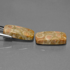 أحجار مرجان حجرى متعدد الألوان طبيعية، قطع وسادة، غير شفاف، وزنها 23.56 قيراط