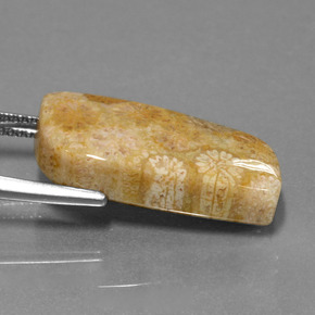 مرجان حجرى متعدد الألوان طبيعي، شكل خيالي، 13.97 قيراط، غير شفاف