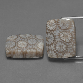 أحجار مرجان حجرى متعدد الألوان طبيعية، قطع وسادة، غير شفاف، وزنها  قيراط