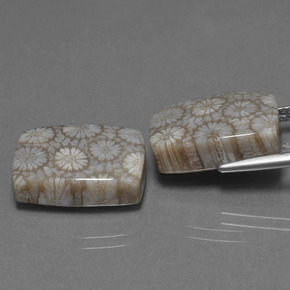 أحجار مرجان حجرى متعدد الألوان طبيعية، قطع وسادة، غير شفاف، وزنها  قيراط