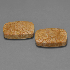 أحجار مرجان حجرى متعدد الألوان طبيعية، قطع وسادة، غير شفاف، وزنها  قيراط