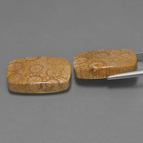 أحجار مرجان حجرى متعدد الألوان طبيعية، قطع وسادة، غير شفاف، وزنها  قيراط