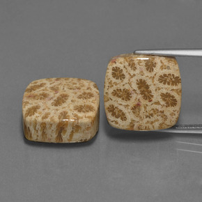 أحجار مرجان حجرى متعدد الألوان طبيعية، قطع وسادة، غير شفاف، وزنها  قيراط