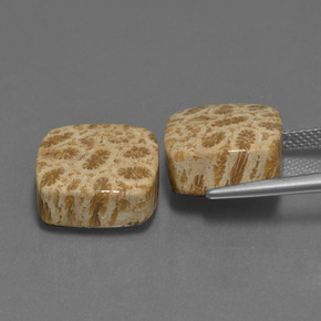 أحجار مرجان حجرى متعدد الألوان طبيعية، قطع وسادة، غير شفاف، وزنها  قيراط