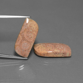 أحجار مرجان حجرى متعدد الألوان طبيعية، شكل خيالي، غير شفاف، وزنها  قيراط