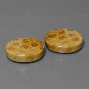 أحجار مرجان أحفوري متعدد الألوان طبيعية، قصة بيضاوى، غير شفاف، وزنها  قيراط