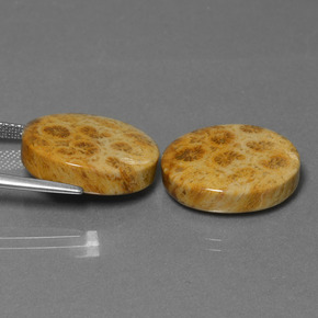 أحجار مرجان أحفوري متعدد الألوان طبيعية، قصة بيضاوى، غير شفاف، وزنها  قيراط