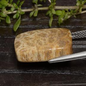 مرجان حجرى متعدد الألوان طبيعي، قطع وسادة، 13.48 قيراط، غير شفاف