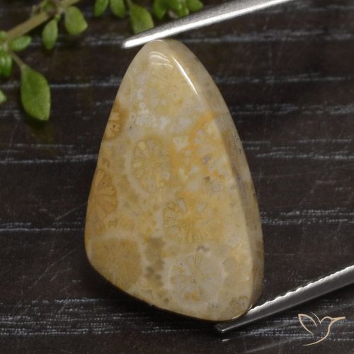 12.04ct طبيعي متعدد الألوان مرجان حجرى, فانسى, غير شفاف