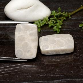 أحجار مرجان حجرى متعدد الألوان طبيعية، قطع وسادة، غير شفاف، وزنها 25.59 قيراط