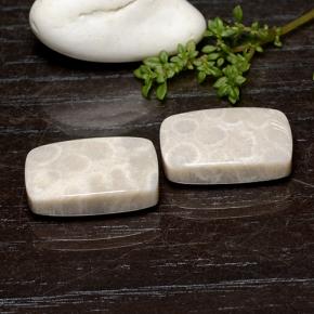 أحجار مرجان حجرى متعدد الألوان طبيعية، قطع وسادة، غير شفاف، وزنها 25.59 قيراط