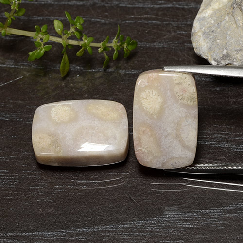 أحجار مرجان حجرى متعدد الألوان طبيعية، قطع وسادة، غير شفاف، وزنها 25.01 قيراط