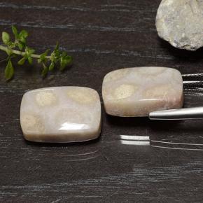 أحجار مرجان حجرى متعدد الألوان طبيعية، قطع وسادة، غير شفاف، وزنها 25.01 قيراط