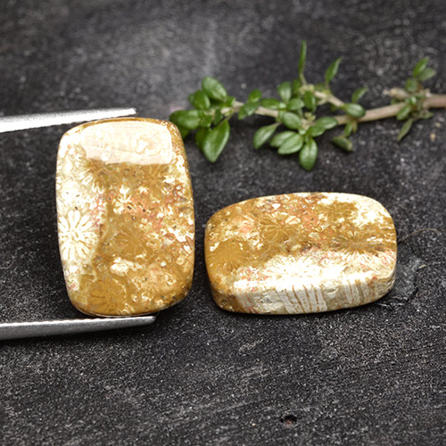 أحجار مرجان حجرى متعدد الألوان طبيعية، قطع وسادة، غير شفاف، وزنها 16.41 قيراط