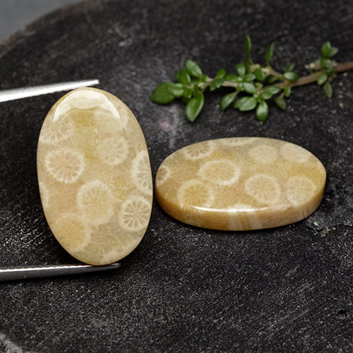 أحجار مرجان حجرى متعدد الألوان طبيعية، قصة بيضاوى، غير شفاف، وزنها 24.38 قيراط