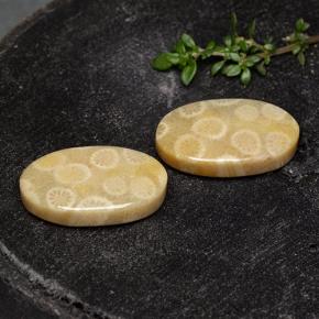 أحجار مرجان حجرى متعدد الألوان طبيعية، قصة بيضاوى، غير شفاف، وزنها 24.38 قيراط