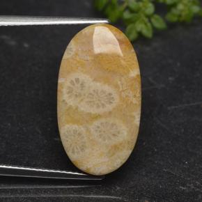 مرجان حجرى متعدد الألوان طبيعي، قصة بيضاوى، 11.06 قيراط، غير شفاف