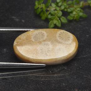 مرجان حجرى متعدد الألوان طبيعي، قصة بيضاوى، 11.06 قيراط، غير شفاف