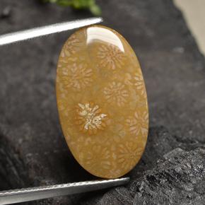 مرجان حجرى متعدد الألوان طبيعي، قصة بيضاوى، 10.75 قيراط، غير شفاف