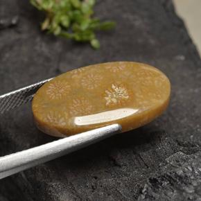 مرجان حجرى متعدد الألوان طبيعي، قصة بيضاوى، 10.75 قيراط، غير شفاف