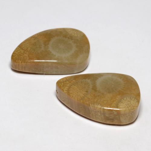 أحجار مرجان حجرى متعدد الألوان طبيعية، شكل خيالي، غير شفاف، وزنها 21.03 قيراط