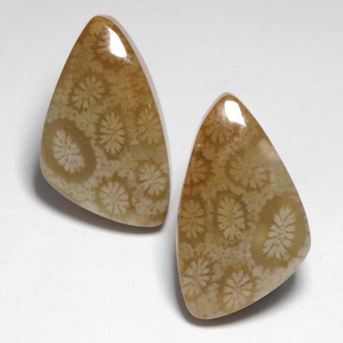 أحجار مرجان حجرى متعدد الألوان طبيعية، شكل خيالي، غير شفاف، وزنها 24.76 قيراط