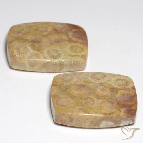 أحجار مرجان أحفوري متعدد الألوان طبيعية، قطع وسادة، غير شفاف، وزنها 36.05 قيراط