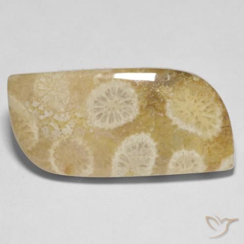 مرجان حجرى متعدد الألوان طبيعي، شكل خيالي، 13.52 قيراط، غير شفاف